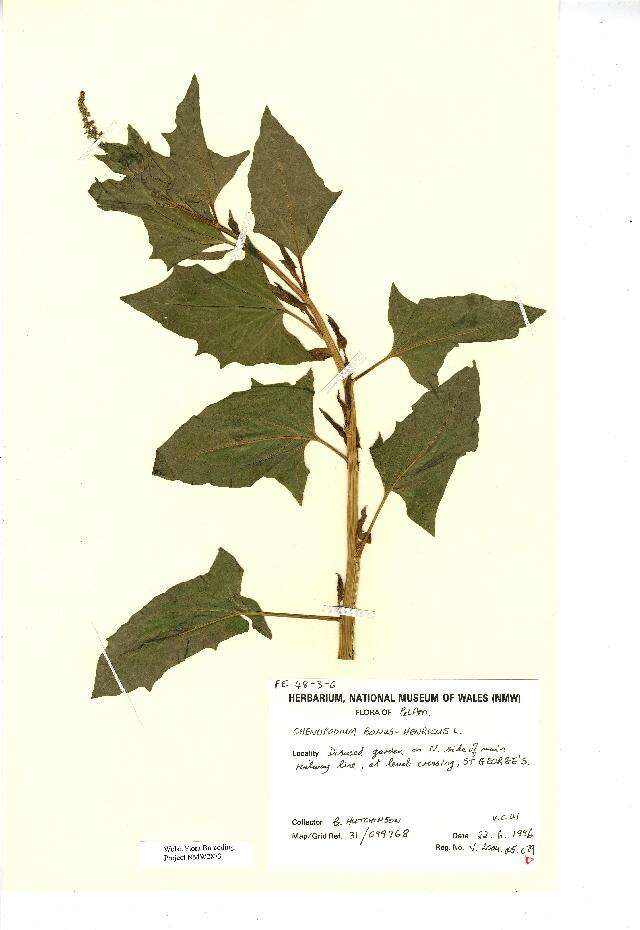 Image of Chenopodium bonus-henricus