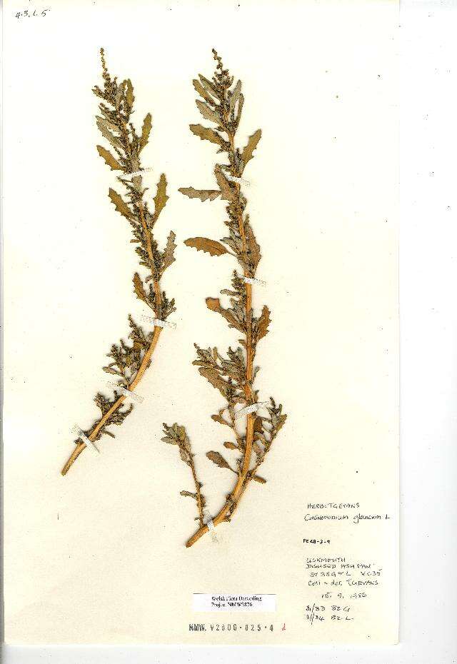 Image of Chenopodium glaucum