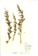 صورة Chenopodium glaucum