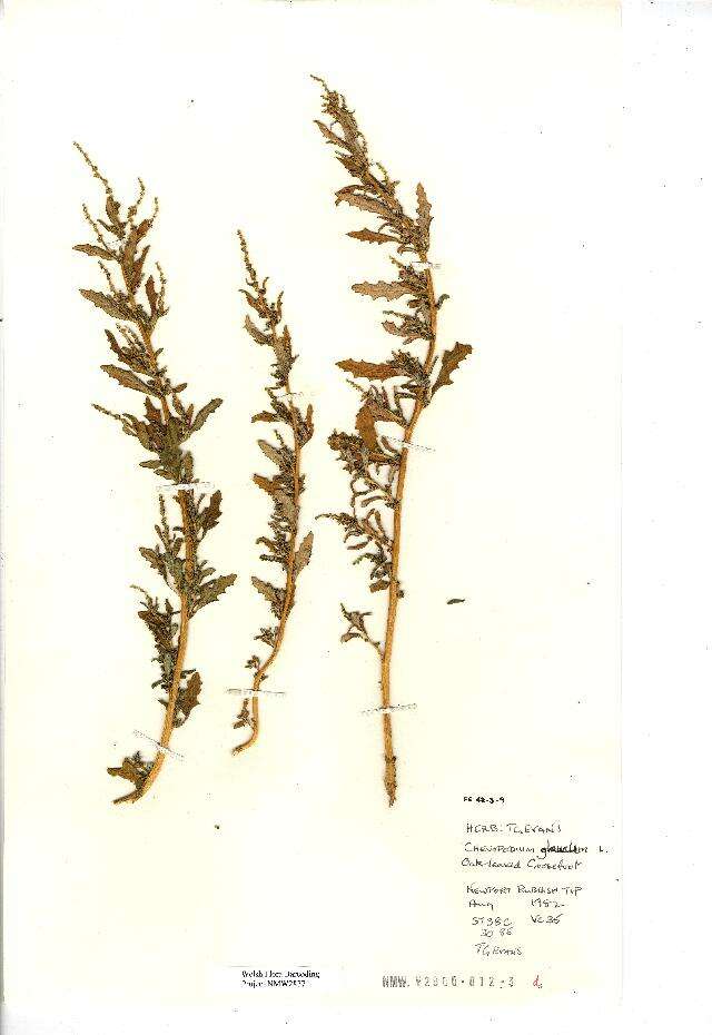 Image of Chenopodium glaucum