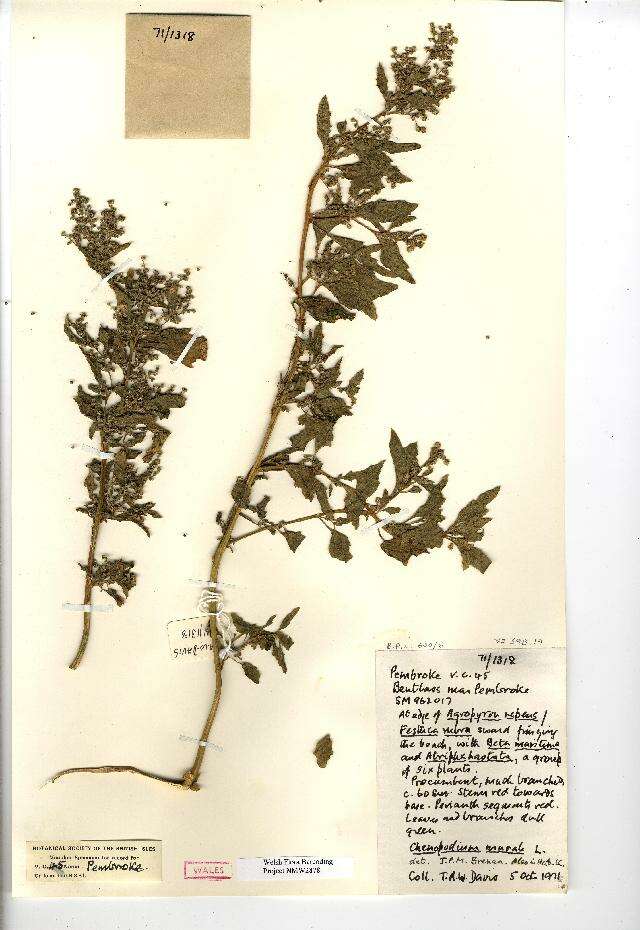 Image of Chenopodium murale