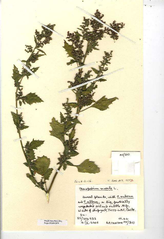 Image of Chenopodium murale