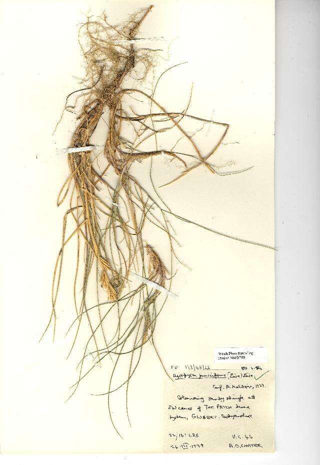 Image of Elytrigia juncea