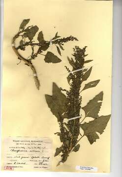 Image of Oxybasis