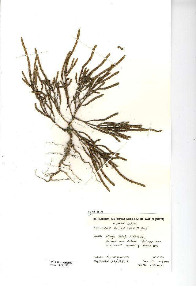 Image of Salicornia oliveri Moss