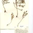 Image of Salicornia pusilla J. Woods