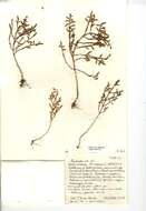 Image of one-flowered glasswort