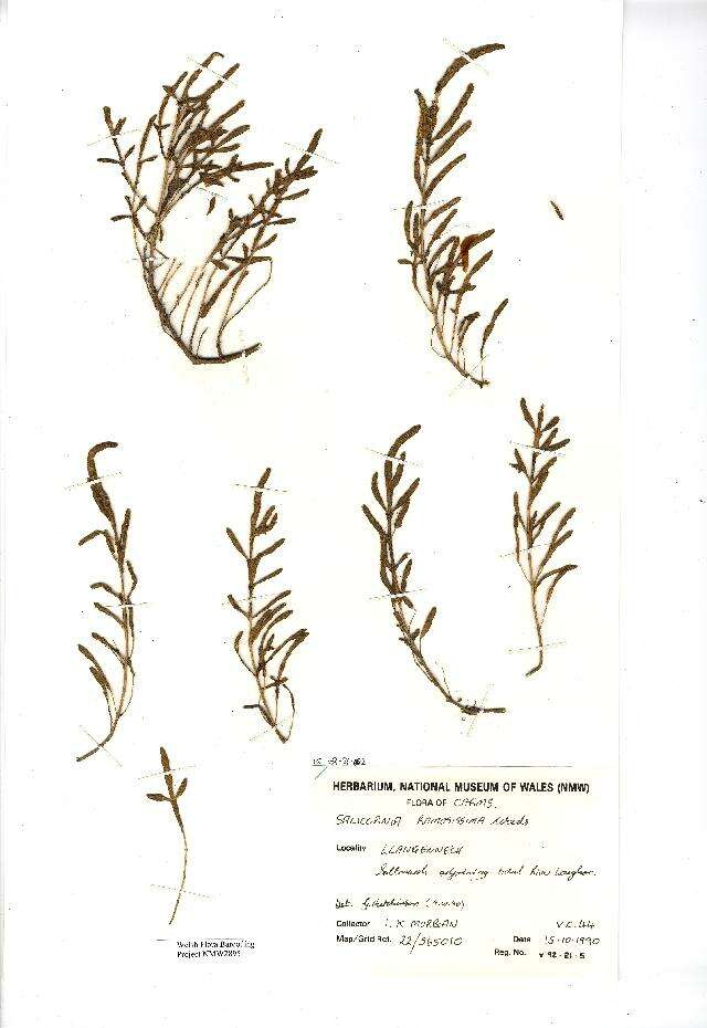 Image of Salicornia ramosissima J. Woods