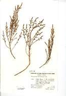 Image of Salicornia ramosissima J. Woods