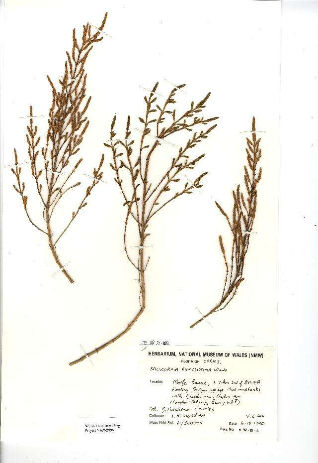 Sivun Salicornia ramosissima J. Woods kuva