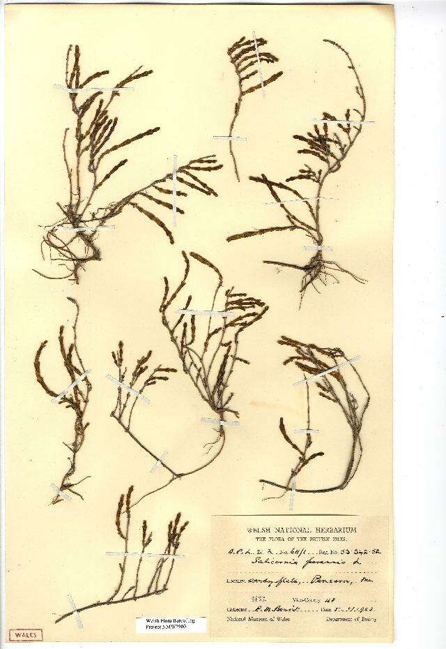Image of Perennial Glasswort