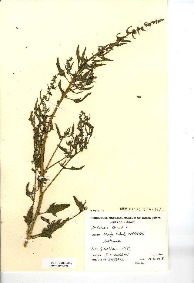 Image of spear saltbush