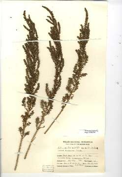 Image of alkali seepweed