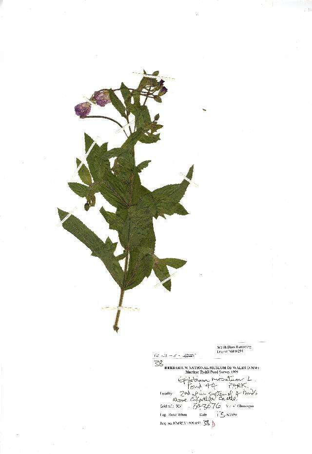 Image of Great Willowherb