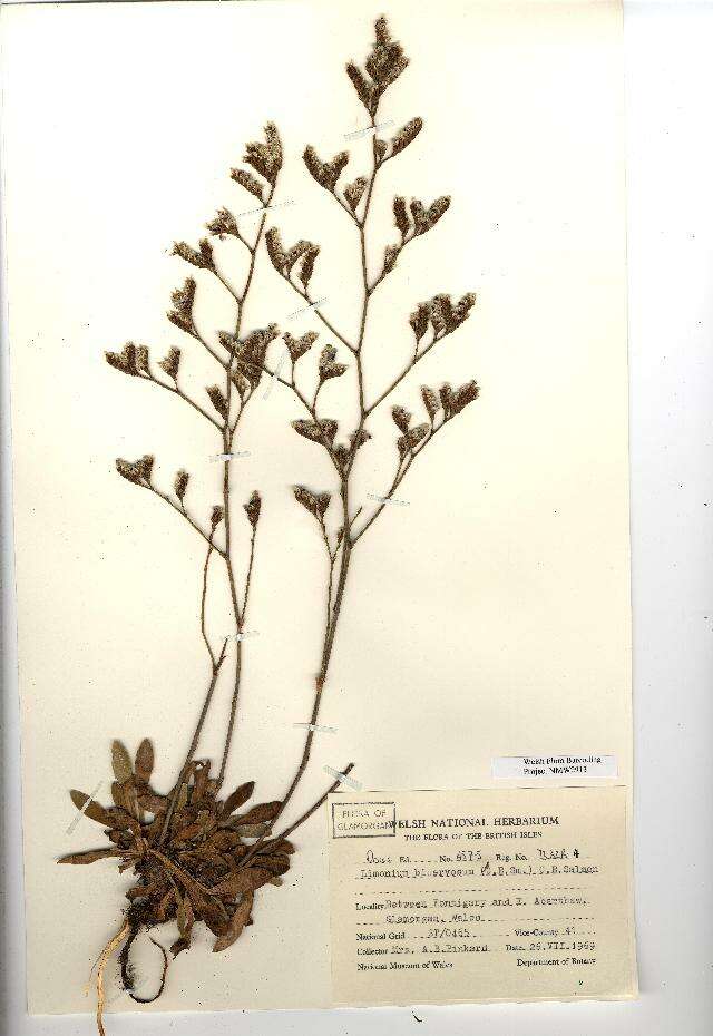 Imagem de Limonium binervosum (G. E. Sm.) Salmon