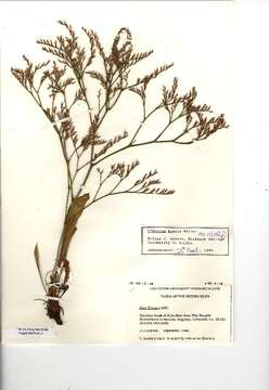 Image of Limonium humile Miller