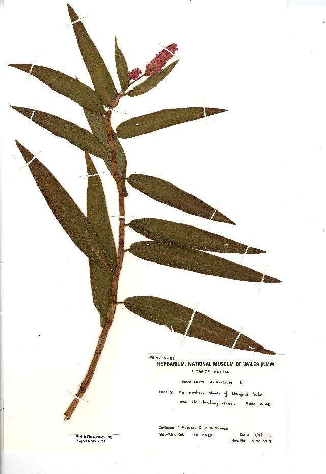 Image of Persicaria amphibia