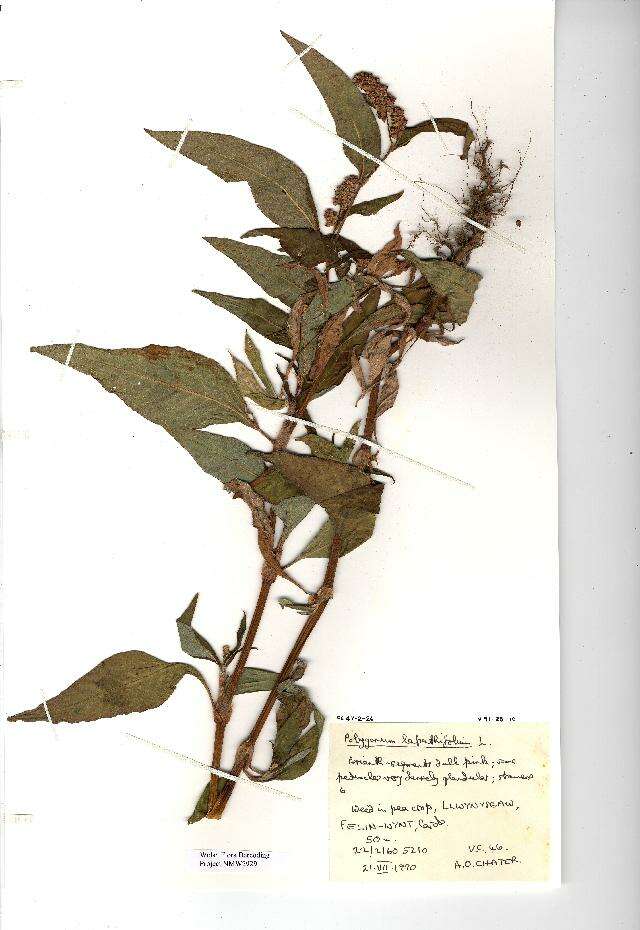 Image of Dock-Leaf Smartweed