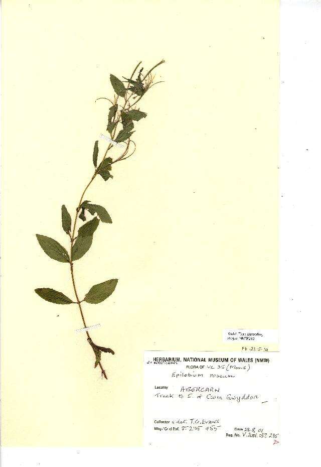 Image of pale willowherb
