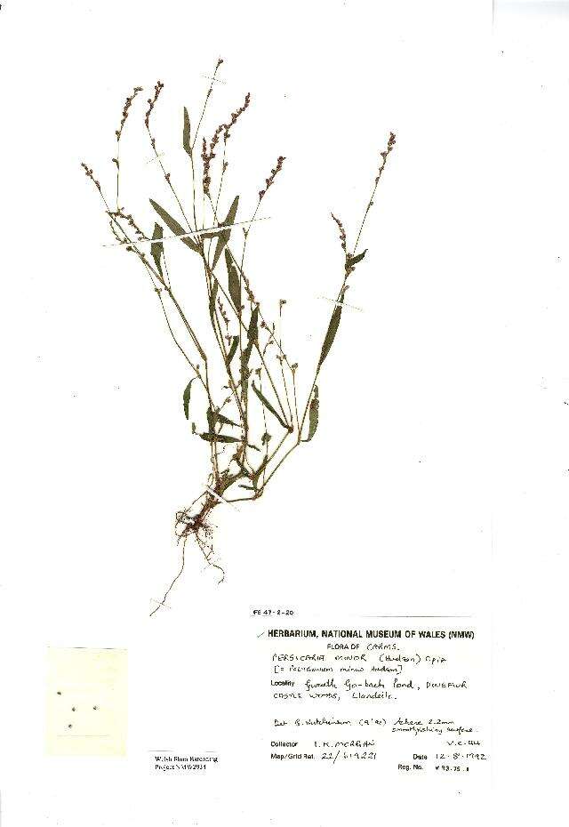 Image of Pygmy Smartweed