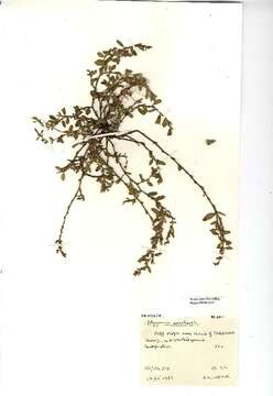 Image of knotgrass