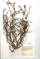 Image of Polygonum aviculare subsp. rurivagum (Boreau) Berher
