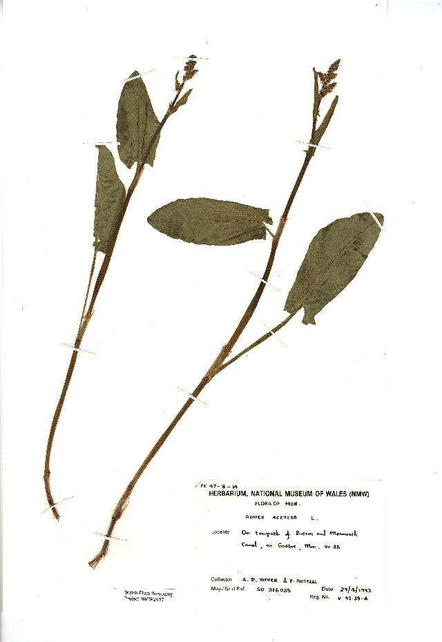 Image of Common Sorrel