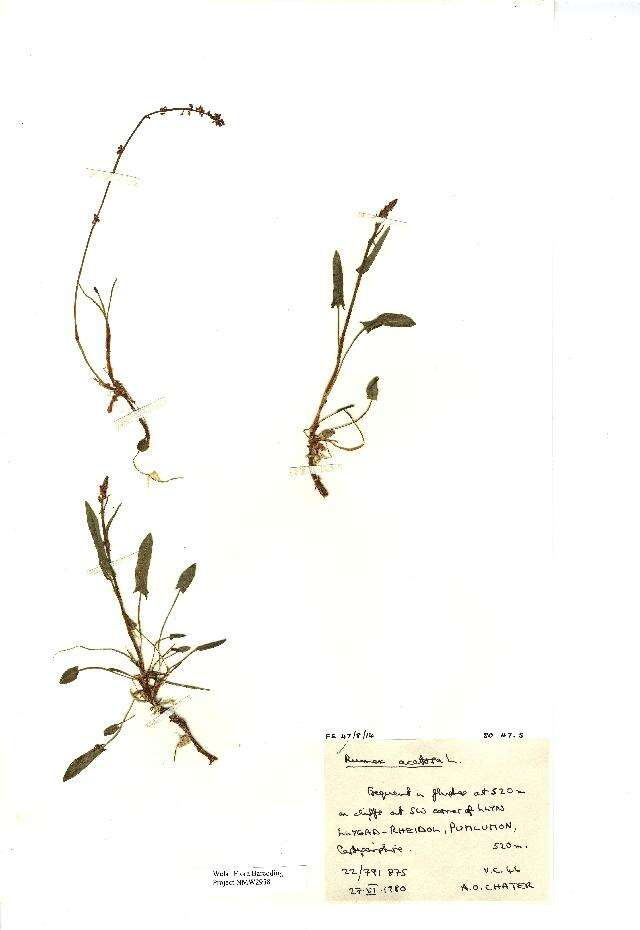 Image of Common Sorrel