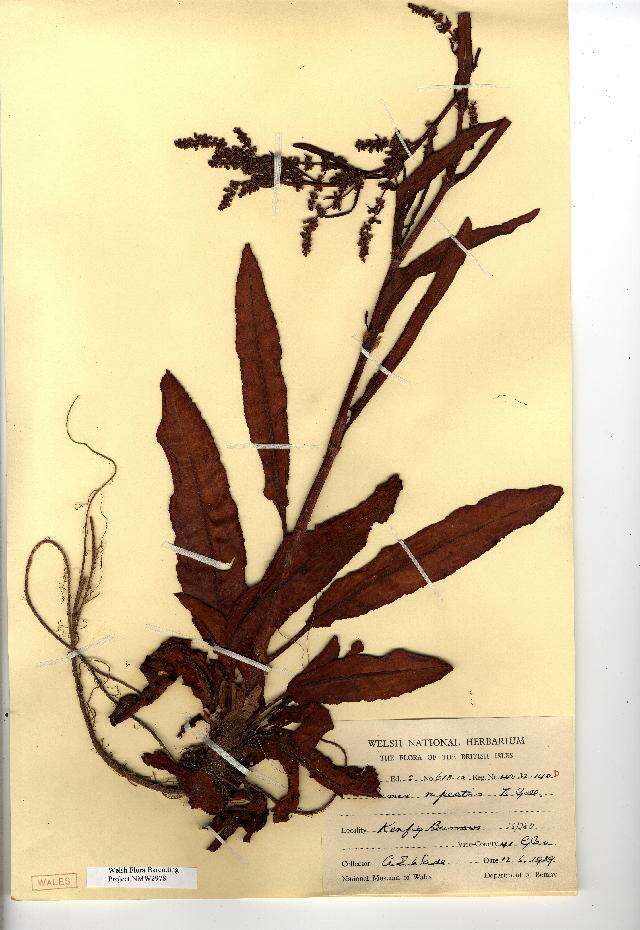 Rumex rupestris (rights holder: National Museum Wales. National Museum Wales. Year: 2012.)