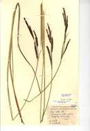 Image of Tufted Sedge