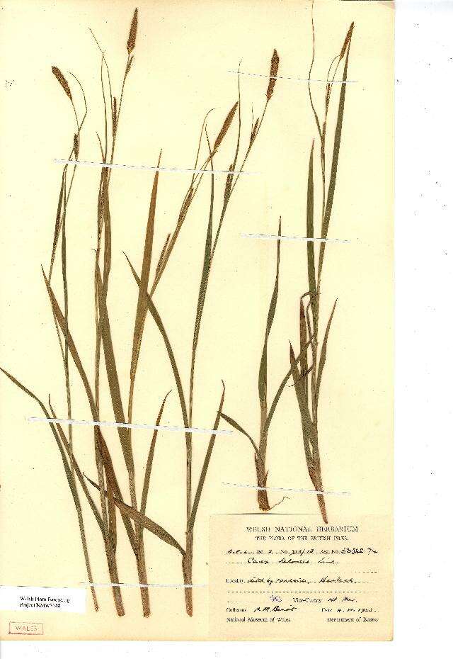 Image of smooth-stalked sedge