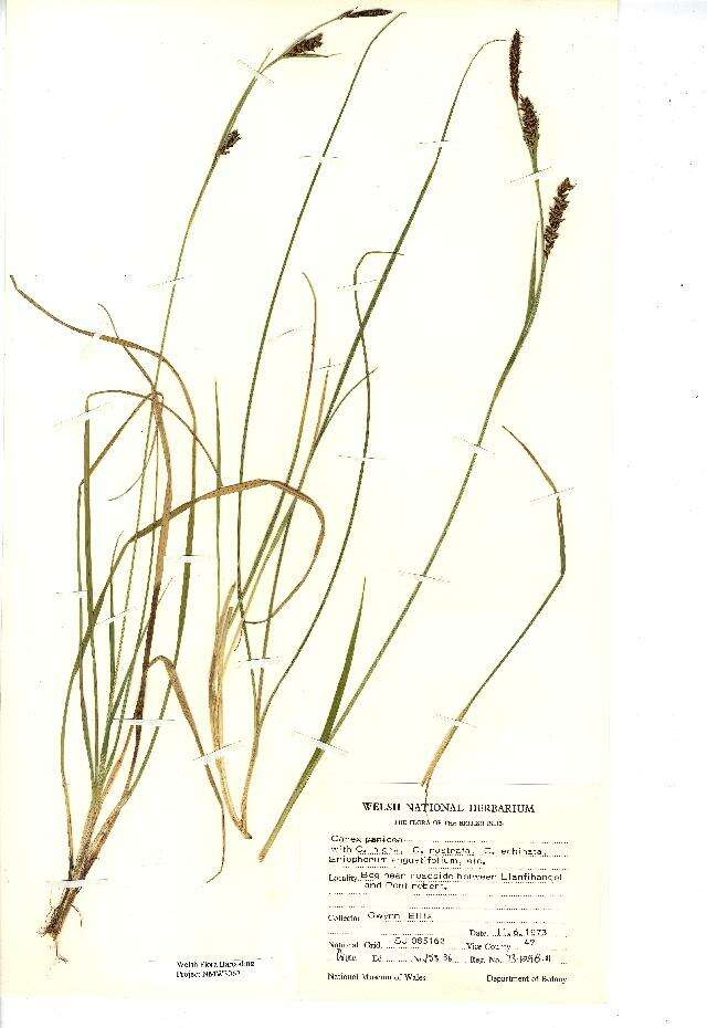 Image of carnation sedge