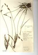 Image of carnation sedge