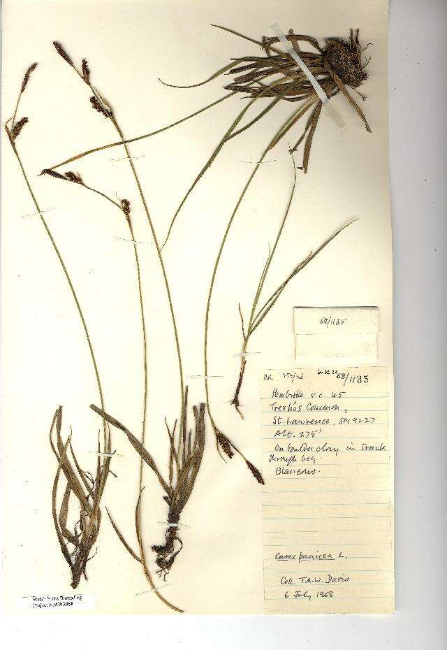 Image of carnation sedge