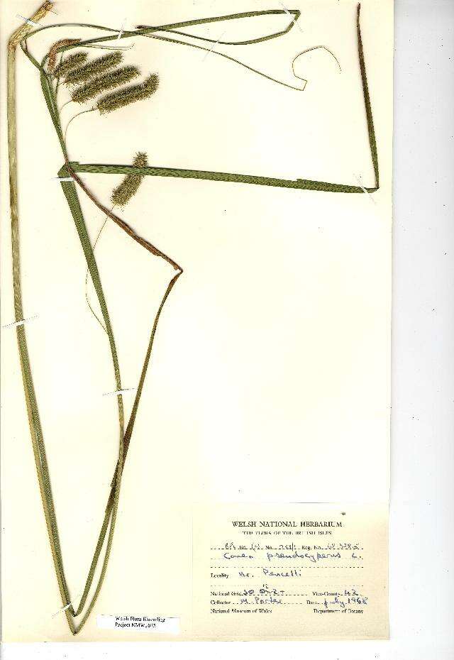 Image of Cyperus Sedge