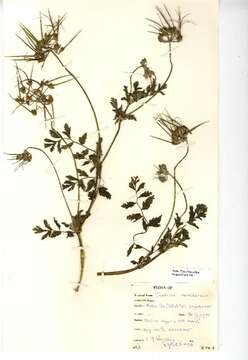 Image of musky stork's bill