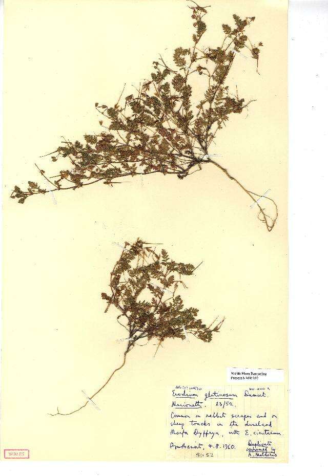 Image of Erodium lebelii Jord.