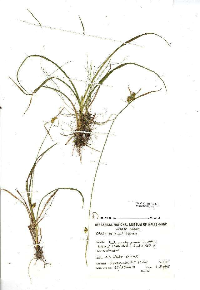 Image of Carex viridula