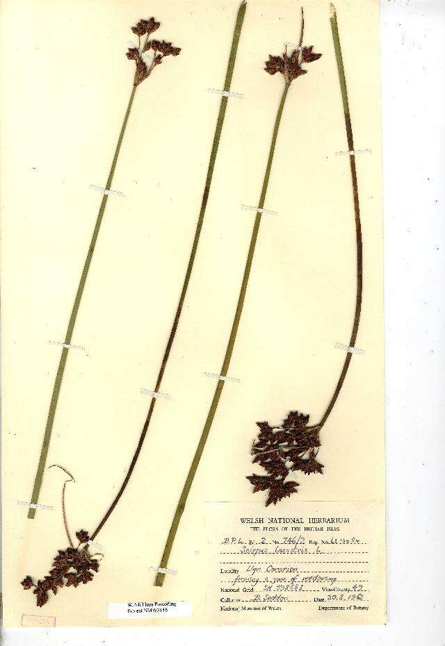 Слика од Schoenoplectus lacustris (L.) Palla