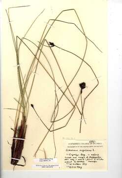 Image of Black Bog-rush