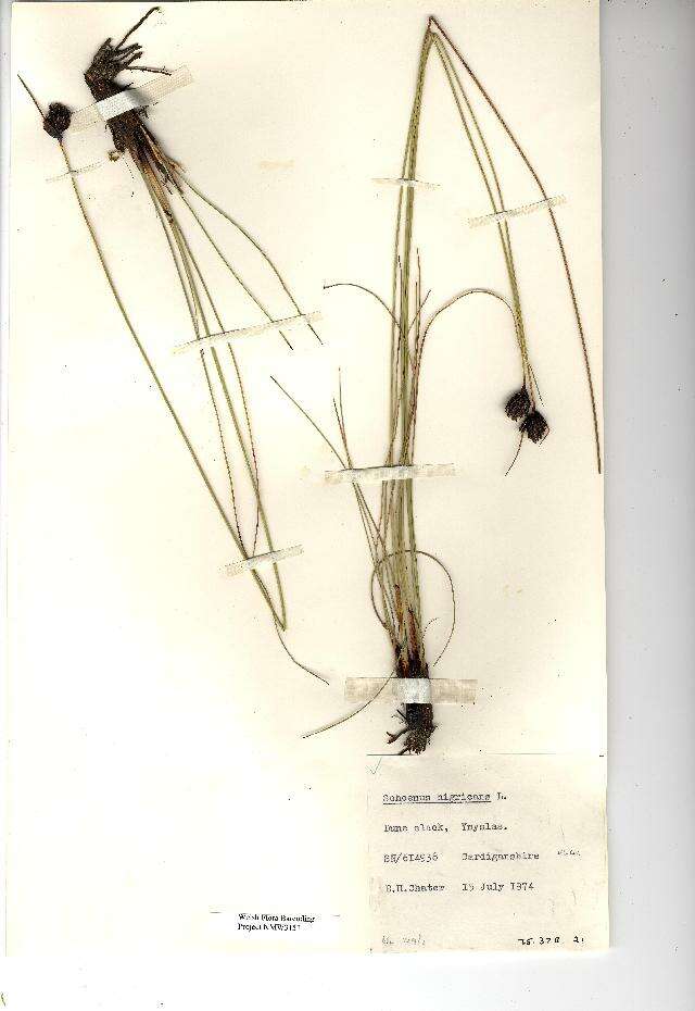 Image of Black Bog-rush