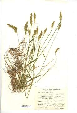 Image of Sweet vernal grass