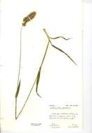 Image of Sweet vernal grass