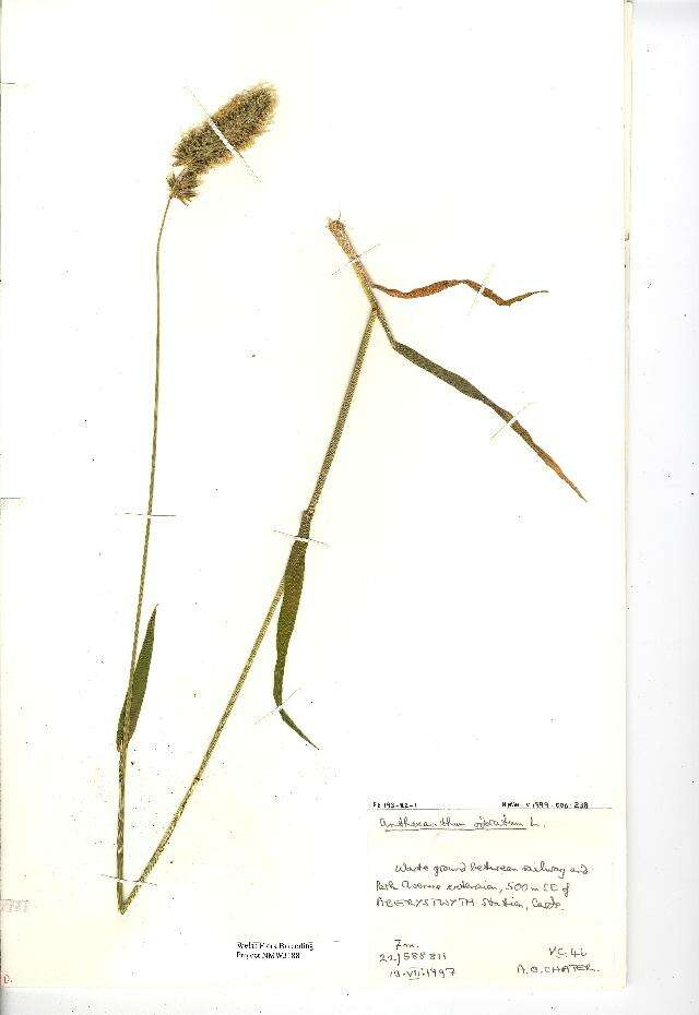 Plancia ëd Anthoxanthum odoratum L.