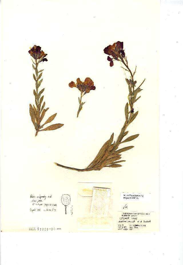 Image of Aegean wallflower