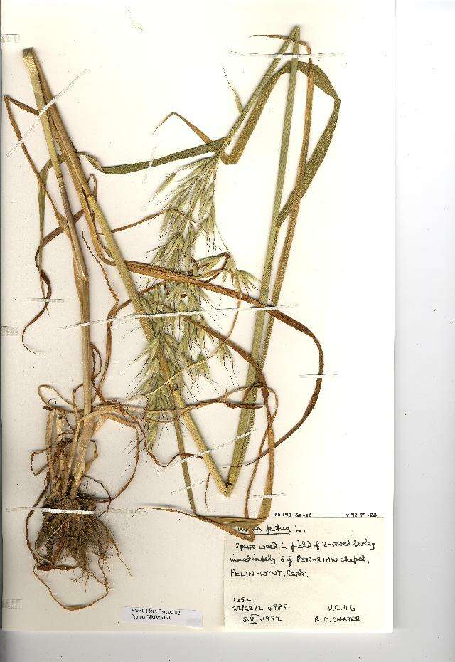 Image of wild oat