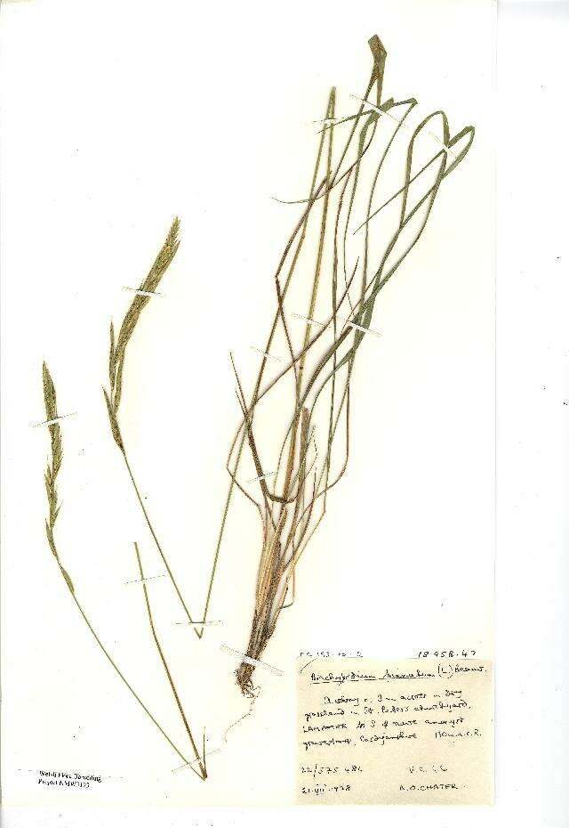 Imagem de Brachypodium pinnatum (L.) P. Beauv.