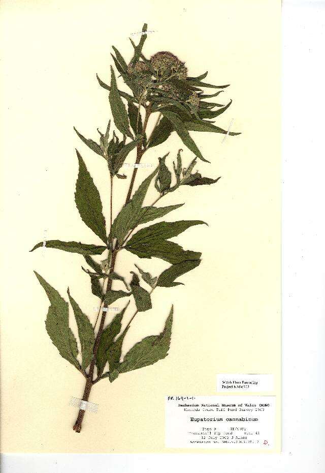 Image of hemp agrimony