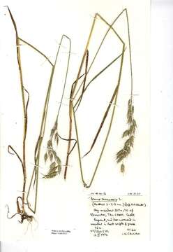 Image of bald brome