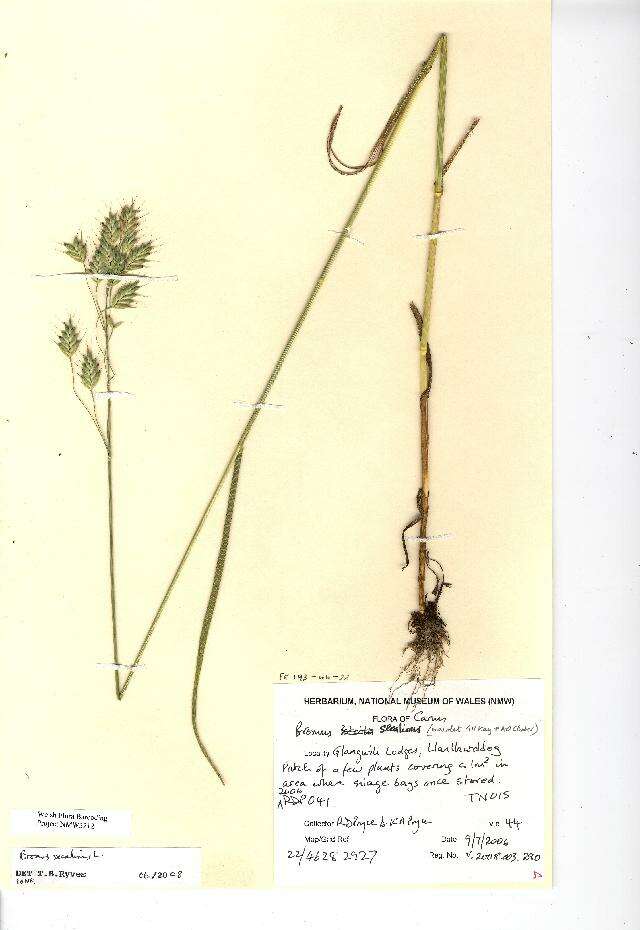 Imagem de Bromus secalinus L.